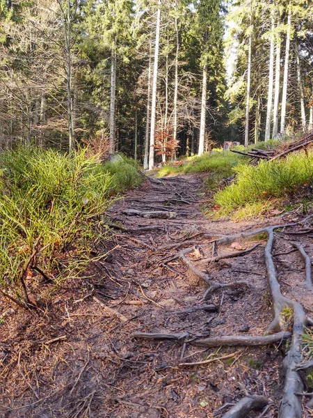 Magic trees and paths in the forest. Slovakia