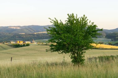 Abandoned walnut or cherry tree on meadow in nature. Slovakia