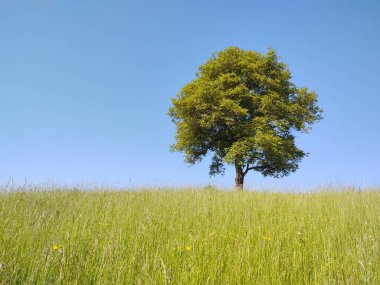 Abandoned walnut or cherry tree on meadow in nature. Slovakia