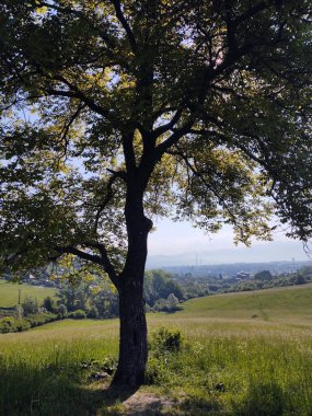 Abandoned walnut or cherry tree on meadow in nature. Slovakia