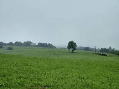 Abandoned walnut or cherry tree on meadow in nature. Slovakia