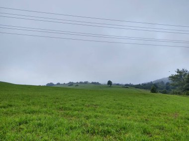 Abandoned walnut or cherry tree on meadow in nature. Slovakia