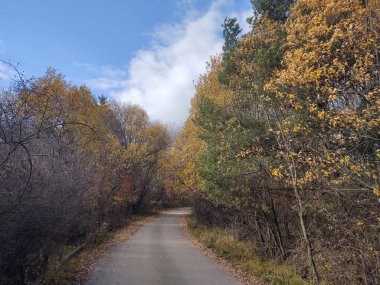 Ağaçlar ve ormanlarla dolu sonbahar manzarası