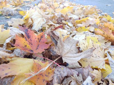 Autumn colorful leaves on the ground and on the trees. Slovakia