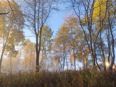 Ormanda sis. Ağaçların arkasındaki güneş ışınları. Slovakya