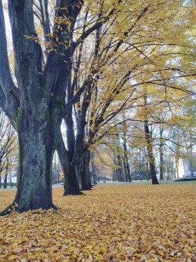 Şehirdeki sonbahar parkı