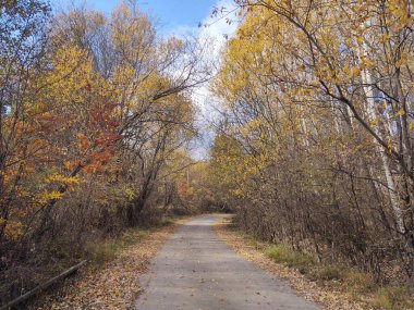 Ağaçlar ve yapraklarla dolu sonbahar ormanı