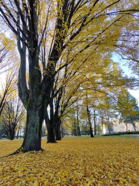 Ağaçlar ve yapraklarla dolu sonbahar manzarası