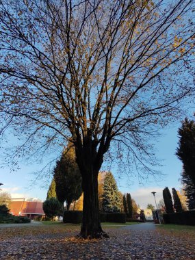 Ağaçlar ve yapraklarla dolu güzel sonbahar manzarası