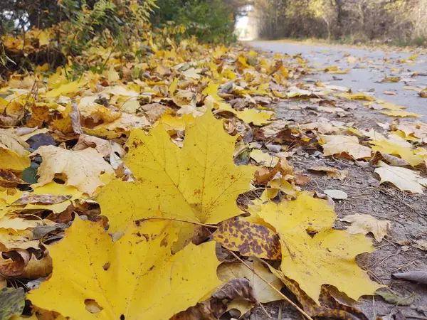 Herbstlaub Park — Stockfoto