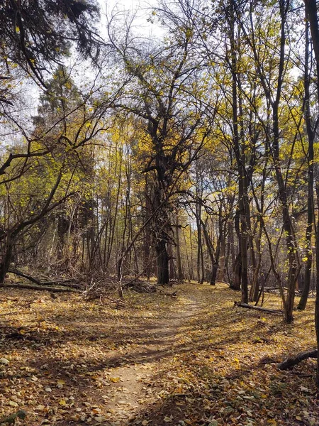 Foresta Autunnale Nel Parco — Foto Stock