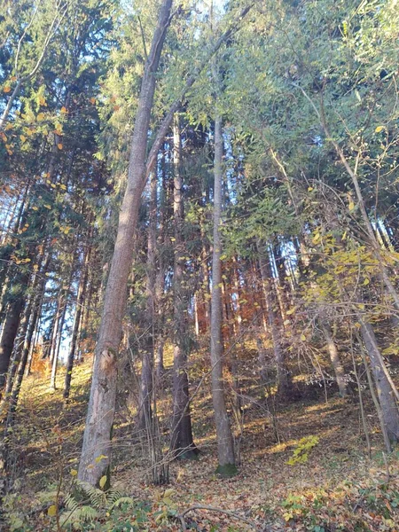 Herbstwald Den Bergen — Stockfoto