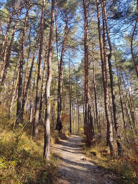 Hermoso Bosque Otoño Con Camino — Foto de Stock