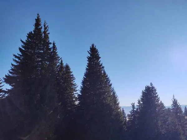 Schöne Aussicht Auf Den Wald Den Bergen — Stockfoto