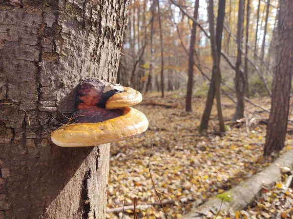 Champignons Dans Forêt — Photo