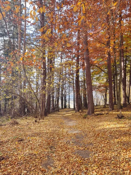 Floresta Outono Com Árvores Folhas — Fotografia de Stock