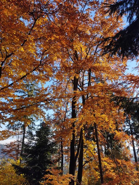 Herbstwald Herbst — Stockfoto