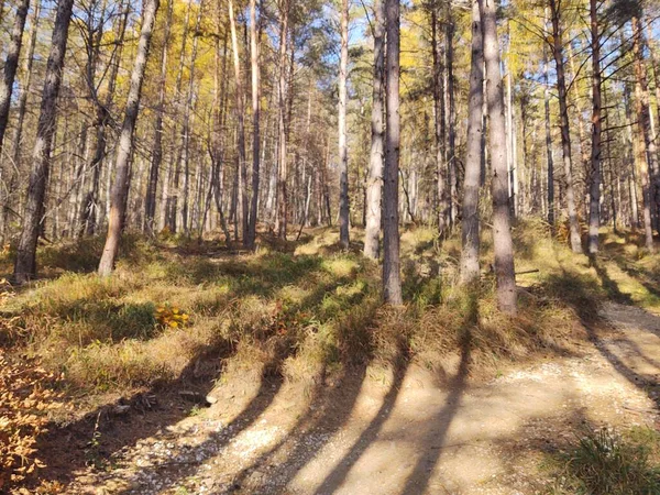 Een Prachtige Opname Van Het Bos Herfst — Stockfoto