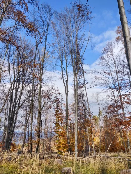 Podzimní Krajina Stromy Sněhem — Stock fotografie