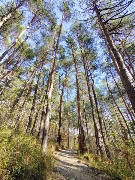 Camino Hacia Bosque — Foto de Stock