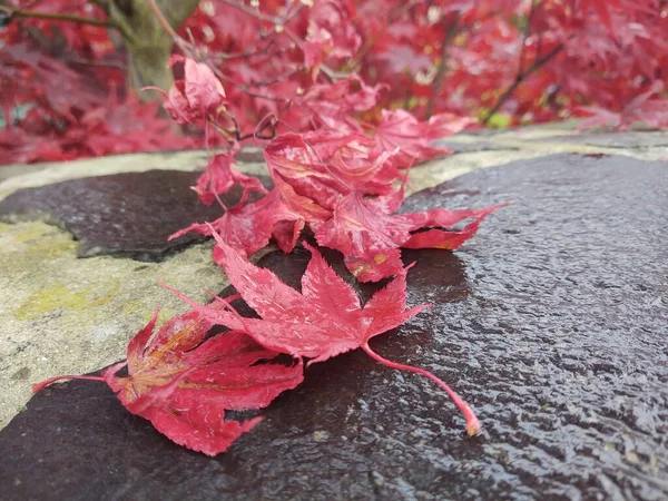 Красные Листья Земле — стоковое фото