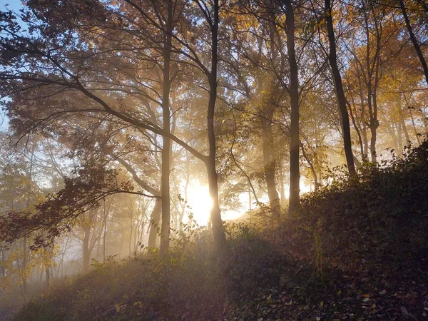 Brume Dans Forêt Rayons Soleil Derrière Les Arbres Slovaquie — Photo