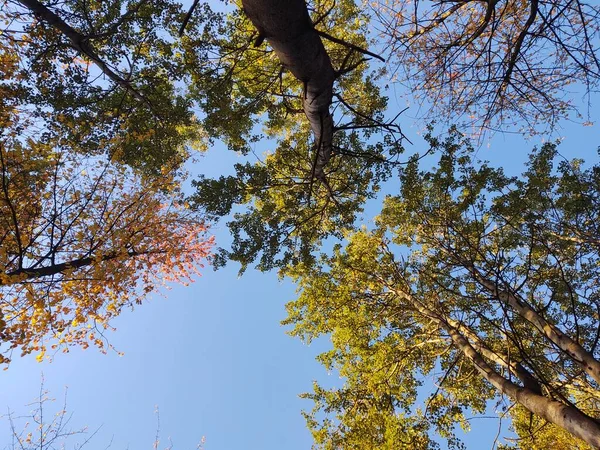Herbstlaub Wald — Stockfoto