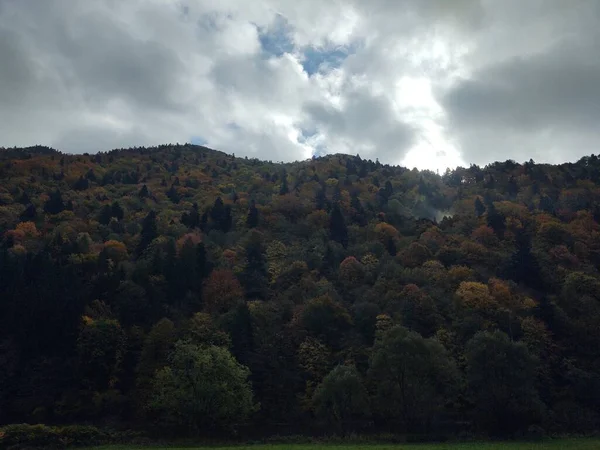 Krásná Krajina Stromem Zamračenou Oblohou — Stock fotografie