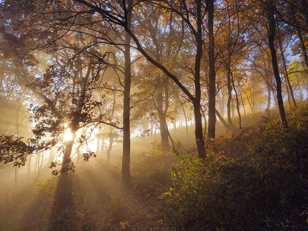 Brume Dans Forêt Rayons Soleil Derrière Les Arbres Slovaquie — Photo