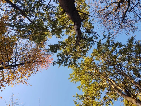 Őszi Levelek Erdőben — Stock Fotó