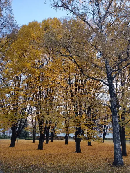 Podzimní Krajina Stromy Listy — Stock fotografie