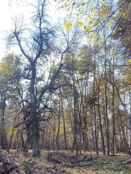 Floresta Outono Nas Montanhas — Fotografia de Stock