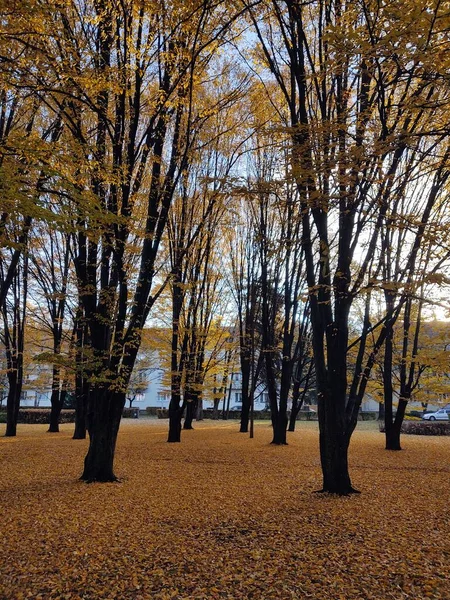 Autumn Landscape Trees Leaves — Stock Photo, Image