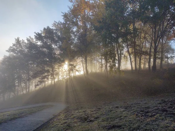 Brume Dans Forêt Rayons Soleil Derrière Les Arbres Slovaquie — Photo