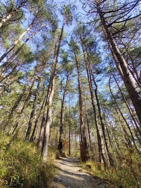 Hermosa Vista Del Bosque — Foto de Stock