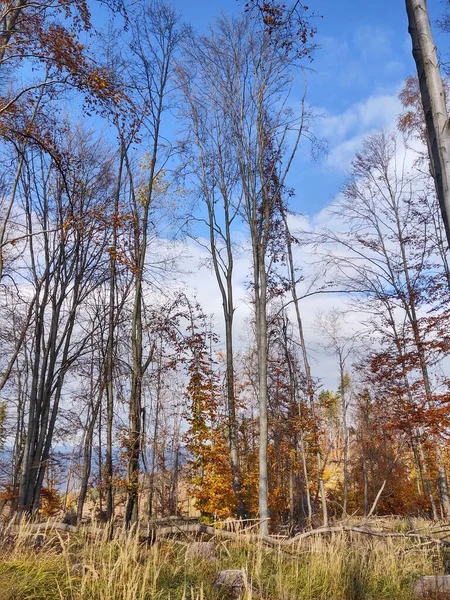 Krásná Podzimní Krajina Stromy Sněhem — Stock fotografie