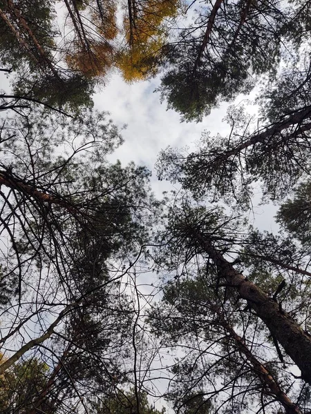 Ormanın Güzel Manzarası — Stok fotoğraf