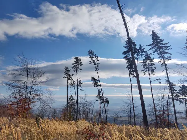 木々と青空が広がる美しい風景 — ストック写真