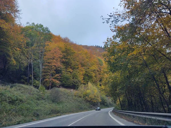 Pemandangan Musim Gugur Dengan Pohon Pohon Berwarna Warni Dan Hutan — Stok Foto