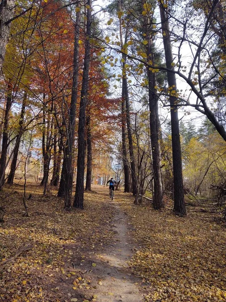 Herbstlandschaft Mit Bäumen Und Blättern — Stockfoto