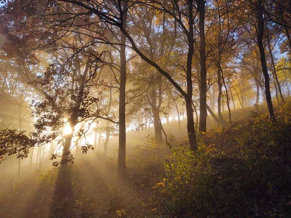 Brume Dans Forêt Rayons Soleil Derrière Les Arbres Slovaquie — Photo