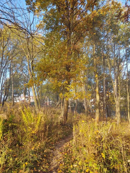 Herfstbos Het Park — Stockfoto