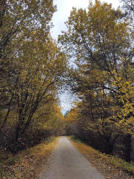 Herbstwald Park — Stockfoto