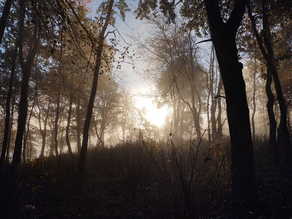 Nebel Wald Sonnenstrahlen Hinter Den Bäumen Slowakei — Stockfoto