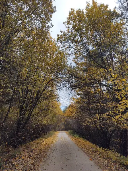 Herbstwald Park — Stockfoto