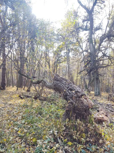 Forêt Dans Les Bois — Photo