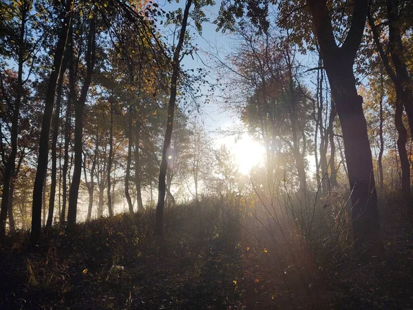 Nebbia Nella Foresta Raggi Sole Dietro Gli Alberi Slovacchia — Foto Stock