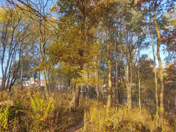 Herbstwald Herbst — Stockfoto