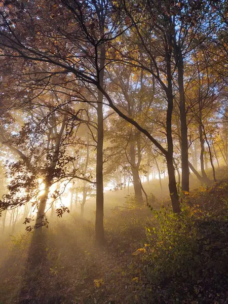 Névoa Floresta Raios Solares Atrás Das Árvores Eslováquia — Fotografia de Stock