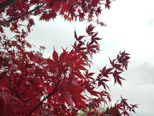 Hermosas Hojas Otoño Flora Temporada Otoño — Foto de Stock